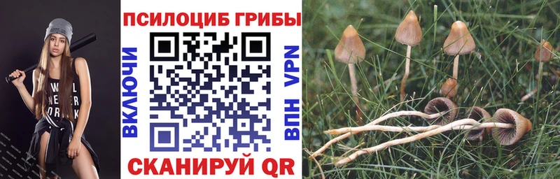 Псилоцибиновые грибы Psilocybe  купить  цена  Дюртюли 